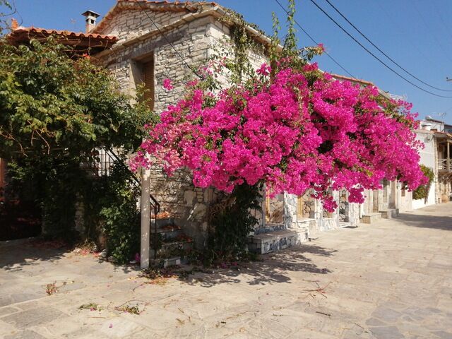 logo de l'organisation DOMY LA BROCANTE