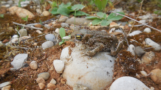 image du post Le PIPA et la LPO renforcent leur collaboration en faveur de la biodiversité