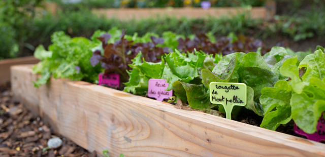 Image de l'actualité Fermeture pour travaux POTAGER et TERRASSE