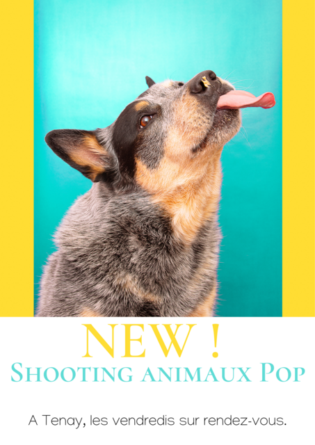 Image de l'actualité Shooting Animaux POP