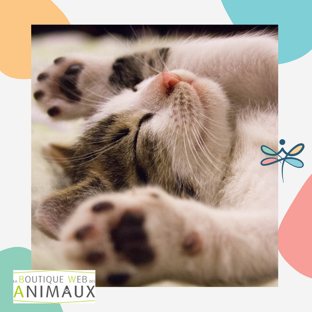Image de l'actualité Chez Héméra,on aime proposer de bonnes choses… et cela vaut aussi pour vos animaux ! 🐾