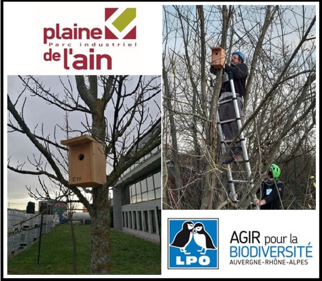 Image de l'actualité OPERATION NICHOIRS SUR LE PIPA