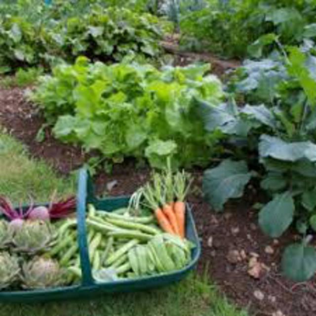 Image de l'actualité Ajout d'un maraîcher bio à notre regroupement de producteurs sur le PIPA