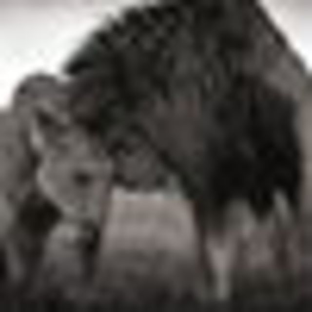 Avatar de l'utilisateur K'ryn Kryn