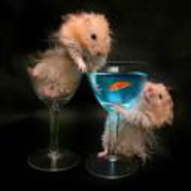 Avatar de l'utilisateur Dariusz Kowalski