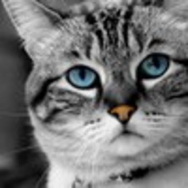 Avatar de l'utilisateur Eliana Turner